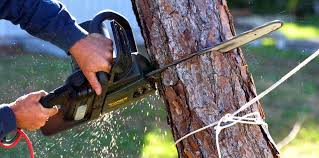 Best Hazardous Tree Removal  in Red Lake, MN