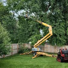 Best Leaf Removal  in Red Lake, MN