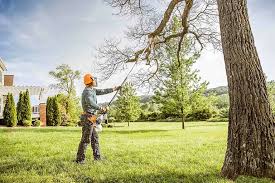 Best Emergency Tree Removal  in Red Lake, MN