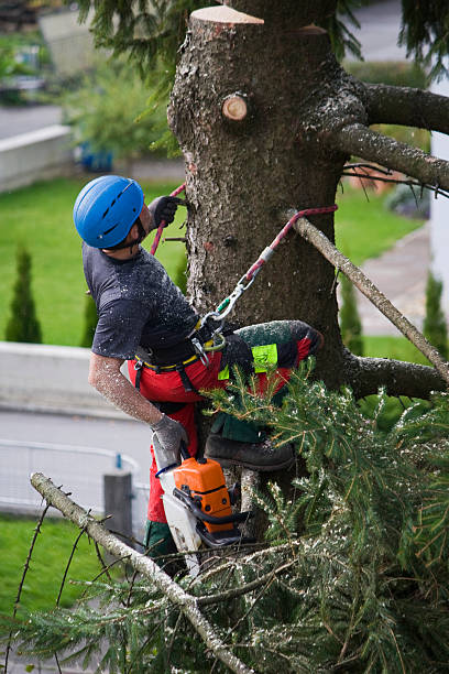 Best Commercial Tree Services  in Red Lake, MN