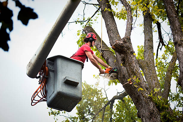 Best Seasonal Cleanup (Spring/Fall)  in Red Lake, MN