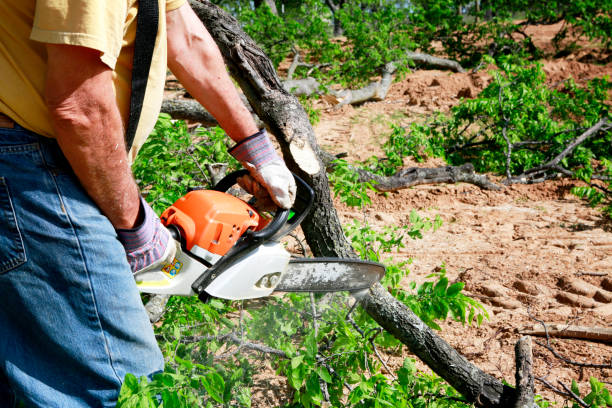 Best Tree Cabling and Bracing  in Red Lake, MN